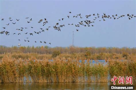 今年春到湿地早，风翻苇浪见雁飞——南大港湿地雁群专题摄影