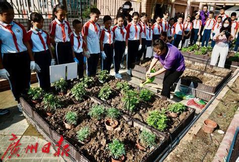 探秘“最美广州城市小菜园”，华阳小学里有一群“都市小农夫”