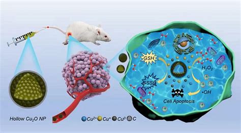 高效癌症化学动力学治疗取得新进展 科研人员设计出碳包覆氧化亚铜空心纳米胶囊----强磁场科学中心