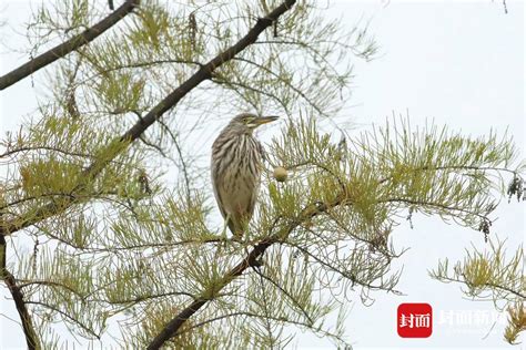 成都发布一季度鸟类监测报告 新增3个鸟种记录_手机新浪网