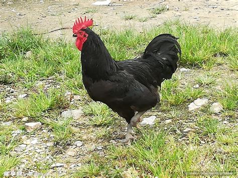 五彩斑斓的黑鸡，价格让人直呼吃不起，下的蛋真比普通的有营养？|营养|内脏|红血_新浪新闻