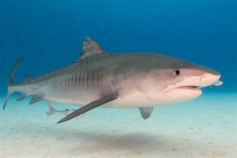 世界上十大最凶猛的鱼类 大白鲨第一，黑色食人鱼上榜_排行榜123网