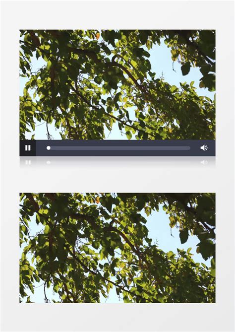 在风中不断摇曳的树叶实拍视频素材模板下载_实拍_图客巴巴