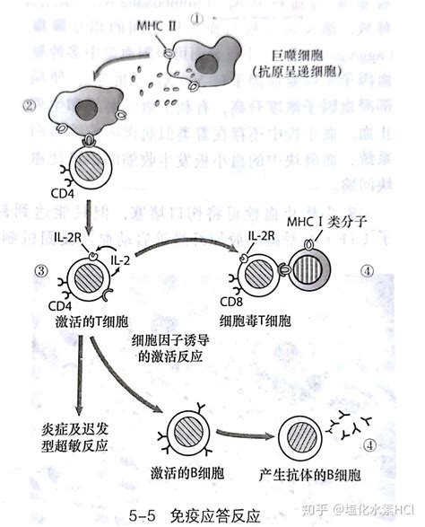 Th细胞分化相关功能性抗体-诺为生物是eBioscience, Miltenyi,STEMCELL, SunJinLab,LGC ...