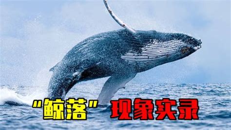 鲸落有多浪漫，鲸鱼的死亡就有多残忍！鲸鱼竟然不会正常死亡？