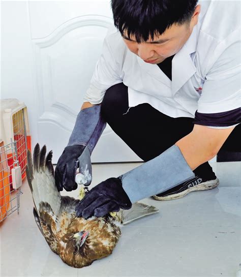内蒙古日报数字报-5年救助75只野生动物
