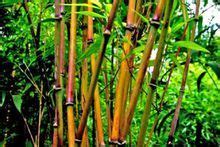 竹鞭教鞭戒尺家用竹根条紫竹鞭把玩收藏调直教棒棍实心竹-阿里巴巴
