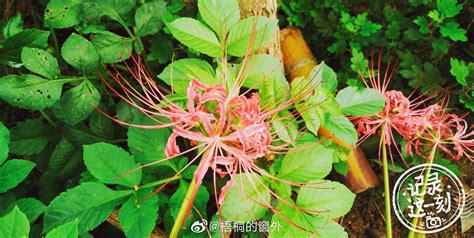 彼岸花快乐庄园_[标签:标题1]