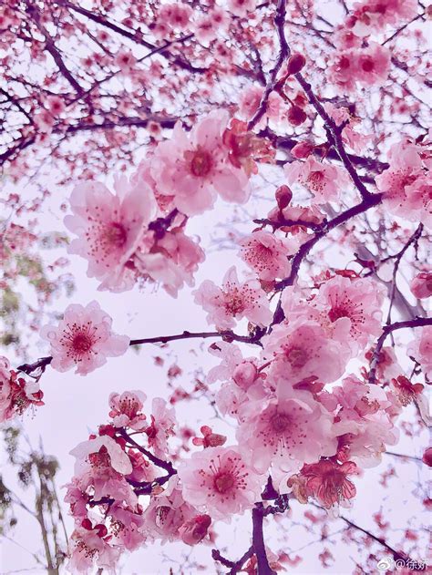 梅花十一原图来源:堆糖图片