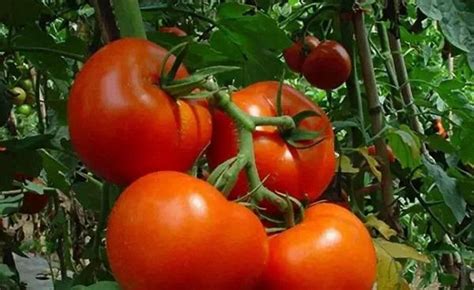 目前口感最好的西红柿品种 - 农敢网