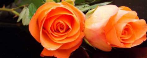 玫瑰的颜色有几种-藤本月季网