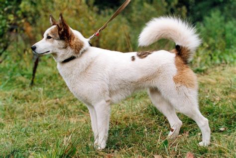 East Siberian Laika Dog Info, History, Temperament, Training, Puppy, Pictures