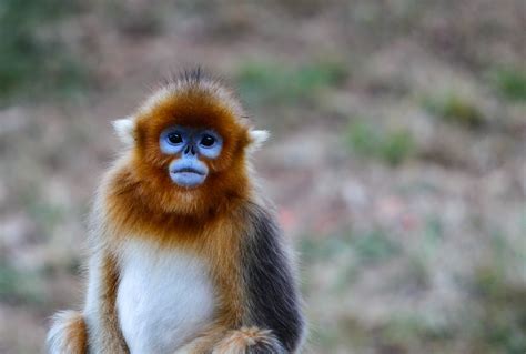 2016年属猴的是什么命，16年出生的猴五行属什么 -属猴-生肖网