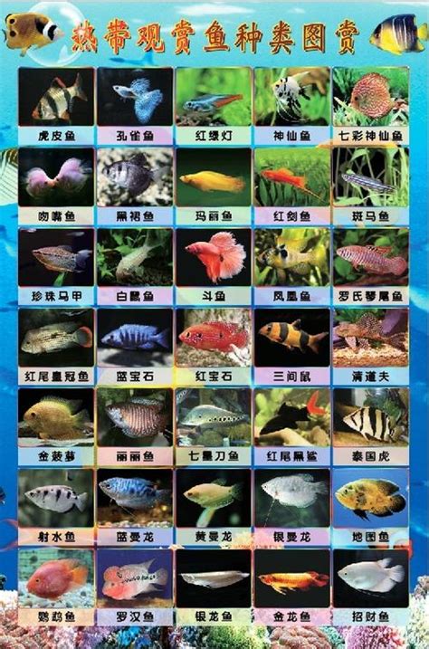 鱼类名称有哪些 常见的淡水鱼种类介绍_百科知识_学堂_齐家网