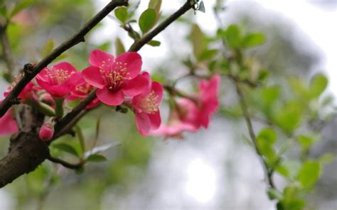 贴梗海棠（皱皮木瓜）蔷薇科，花红色，3-5簇生，先叶开放，梗极短。花3～5月，果熟10月。