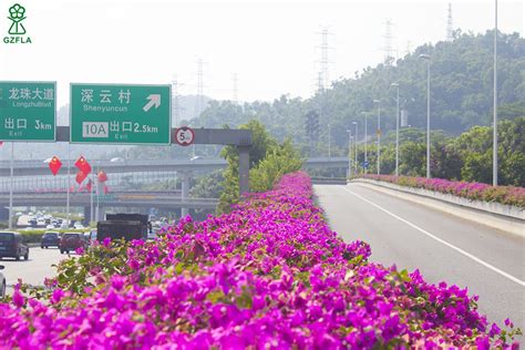 深圳北环香蜜湖跨线桥_广州市林业和园林科学研究院