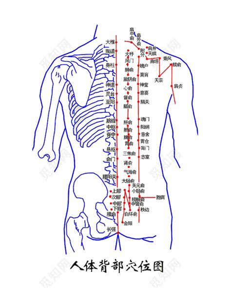 人体背部穴位图图片素材免费下载 - 觅知网
