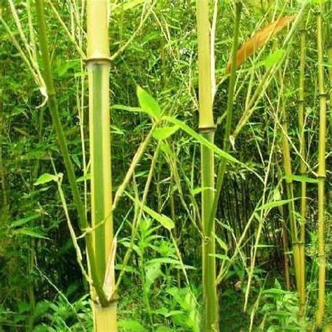 锦竹草 Callisia repens|iPlant 植物智——植物物种信息系统