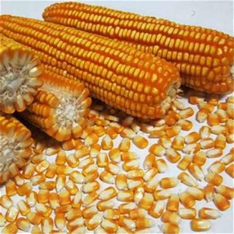 玉米品种粮食种业农产品海报图片下载 - 觅知网