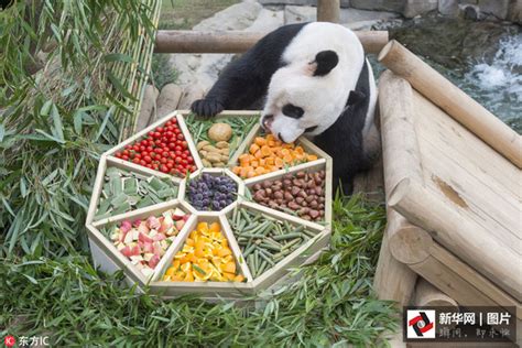 吃的开心！韩国动物园大熊猫提前享受节日大餐（图）_手机凤凰网