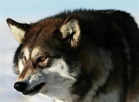 发现丨“西北狼”时隔三年再战主场 - 西部网（陕西新闻网）