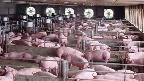 3300亿“猪茅”突然涨8%！发改委将启动猪肉储备收储 猪价将反弹？_凤凰网