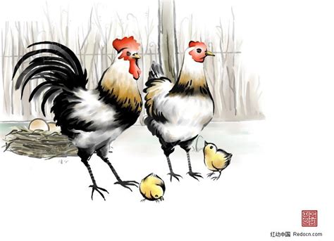 鸡的工笔画法，鸡的工笔技法教程详解_小鸡