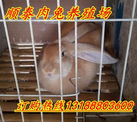 哪里有卖兔子的，哪里有卖兔子的生产厂家，哪里有卖兔子的价格
