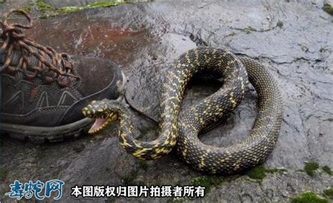 安徽地区生活的蛇类你了解多少？_平原_游蛇_习性