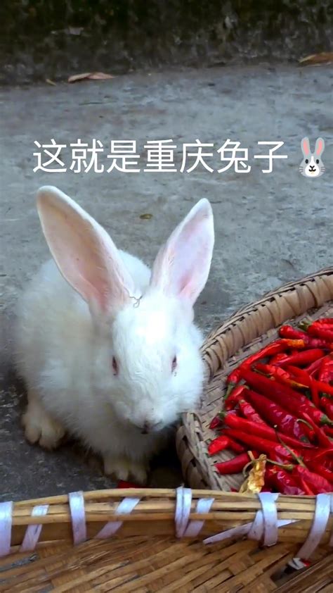 新年首日淘宝“兔头”销量同比暴涨160%，川渝多个品牌兔产品在直播间卖断货_手机新浪网