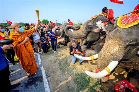 游客不顾劝阻激怒大象 中国导游为救人被象踩踏致死_手机凤凰网