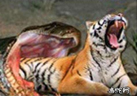 老虎vs蟒蛇、老虎大战蟒蛇真实结局图片大全！_蛇的图片_毒蛇网