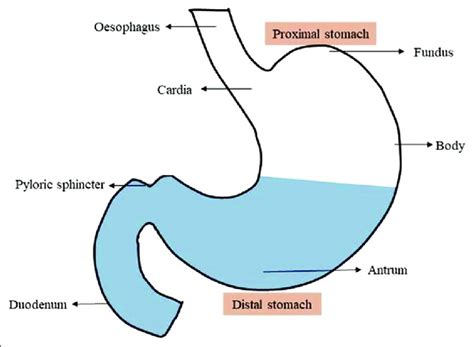 Schematic view on the anatomy of stomach | Download Scientific Diagram