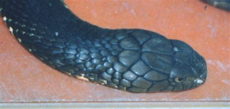 眼镜王蛇大战网纹蟒，毒液与力量的对决 - 蟒蛇科普