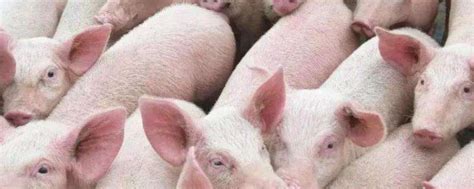 三个月小猪60斤正常吗，猪寿命一般在多少年左右-农百科