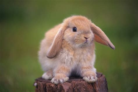 黄色宠物兔子图片写真_蛙客网viwik.com