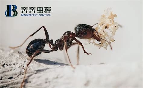 蚂蚁有几条腿 - 匠子生活