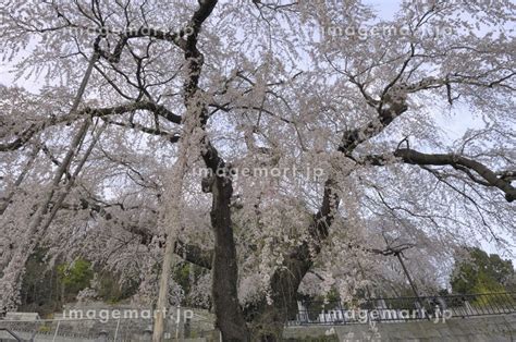 常泉寺のしだれ桜の写真素材 [24100776] - イメージマート