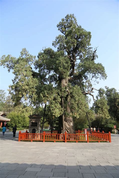 活文物！我国仅有的5株5000岁古树都在陕西 - 西部网（陕西新闻网）