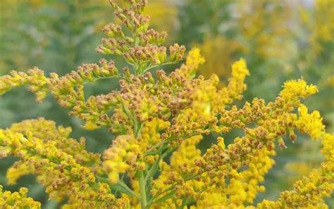 加拿大一枝黄花是什么植物？ - 蜜源植物 - 酷蜜蜂