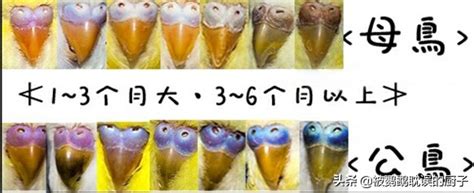 虎皮鹦鹉怎么分公母 8种方法轻松分辨公母-兴趣经验本