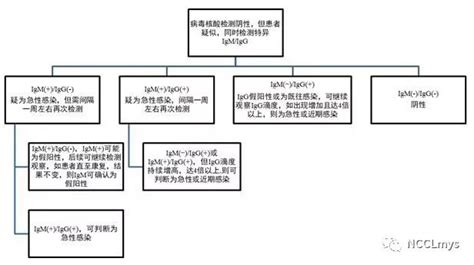 IgG代表着什么_有来医生