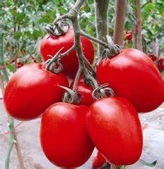 网红品种番茄种植体验+品种口味测评-藤本月季网