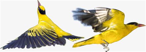 黄鹂鸟元素素材下载-正版素材402426153-摄图网