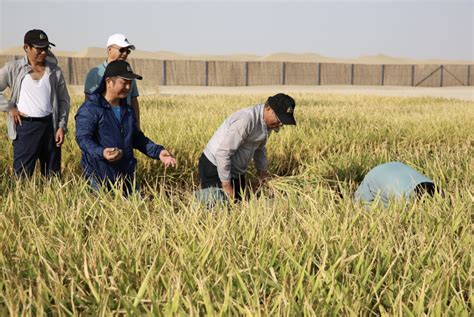 刷新迪拜沙漠水稻种植记录！中国海水稻获迪拜酋长肯定_长江云 - 湖北网络广播电视台官方网站