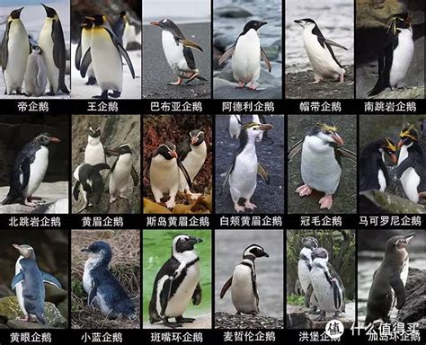 怎样分清冠企鹅属的几种企鹅？ - 知乎