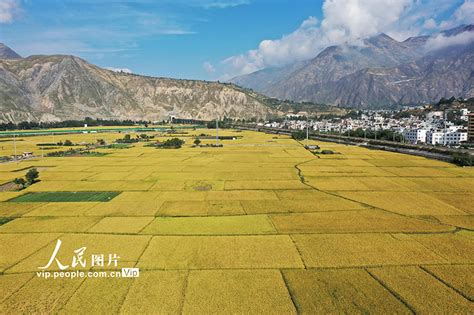 甘肃陇南：水稻丰收