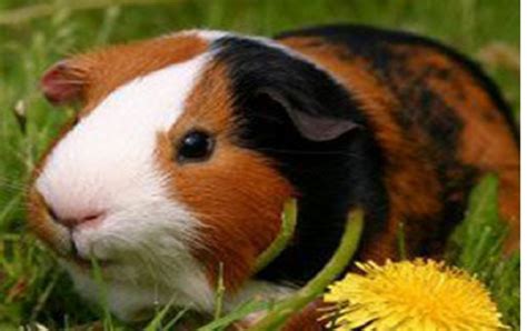 荷兰猪有多少年的寿命 - 农敢网