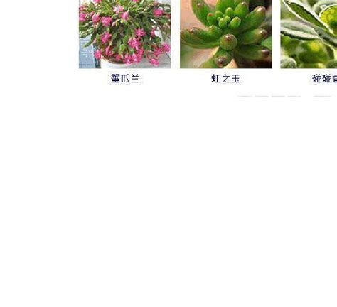 常见花卉图片及名称_室内花卉名称大全_盆栽花卉名称_淘宝助理