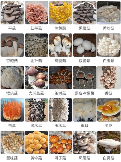 农学院教师带队赴涡阳县指导食用菌生产-安徽科技学院